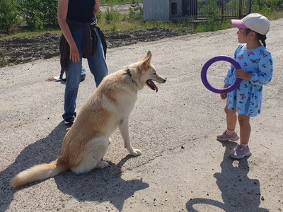 Дрессировка любимого питомца