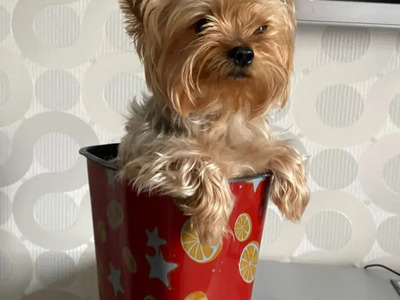 Милый пёсик