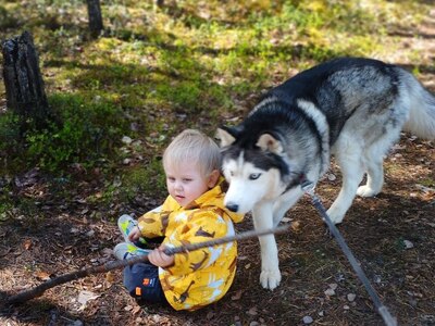 Мой друг хаски